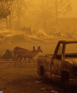 Kalifornia płonie. Pożar "Dixie" sieje zniszczenie i zatruwa powietrze