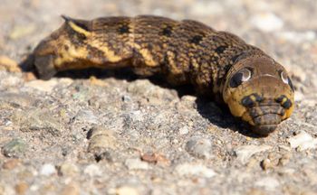 "Dziwne węże" w Polsce. Wiele osób wpada w panikę