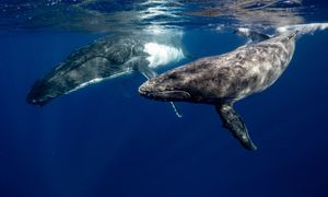 Przyszłość dużych morskich gatunków uzależniona od ochrony stref