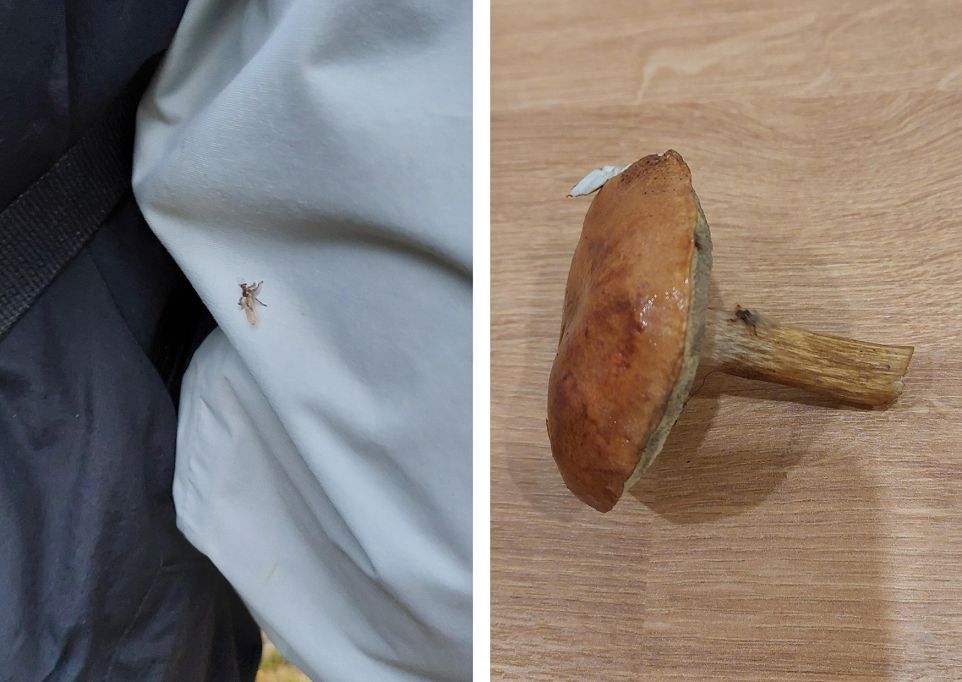 &quot;Latające kleszcze&quot; chmarami atakują w polskich lasach 