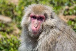 Ataki małp w Japonii. Rannych ponad 40 osób