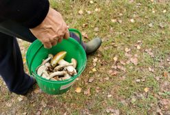 Niektórych grzybów nie wolno zbierać. Wysoka kara