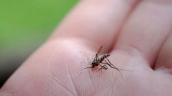 Choroby przenoszone przez komary. Mogą być śmiertelne