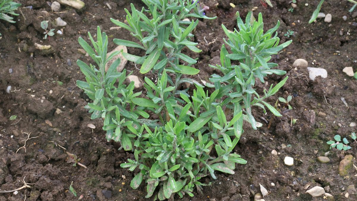 Zapach lawendy odstrasza kleszcze?