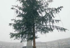 Oskubana choinka dla Łodzi