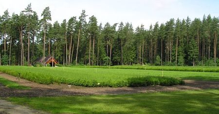 Zalesianie