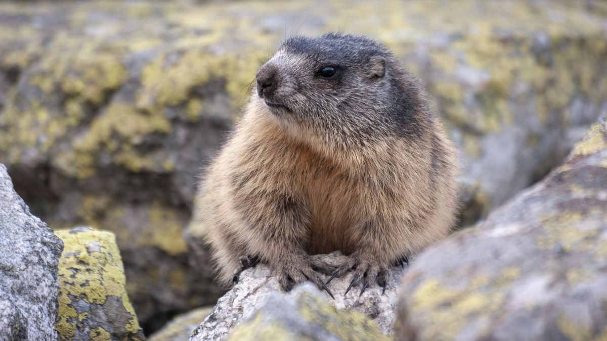 Świstaki w Tatrach już się obudzili