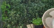 Urządził w domu plantację konopi. Policjanci przejęli kilkadziesiąt roślin