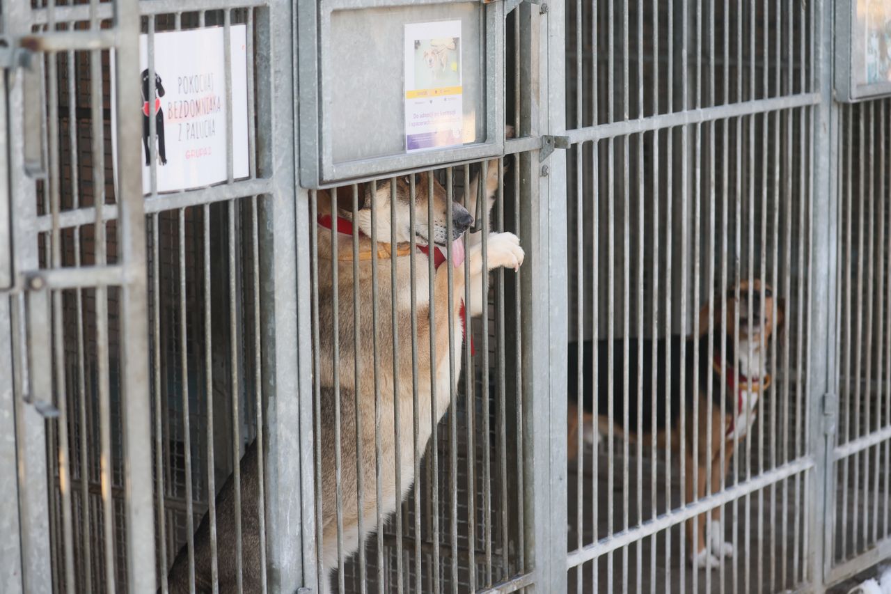 Kontrole w schroniskach w Świętokrzyskiem. Są wyniki