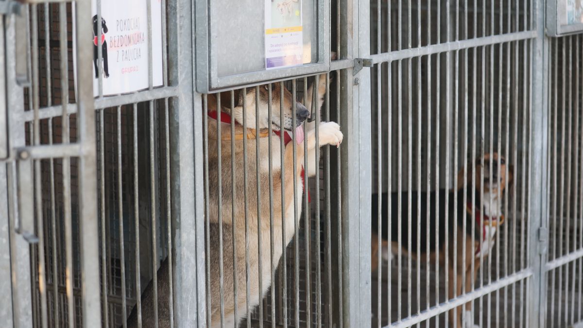 schronisko dla zwierzt
