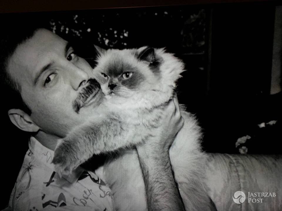 Rami Malek zagra Freddiego Mercury'ego w filmie Bohemian Rhapsody
