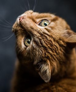 Wnyki i pułapki na ogródkach działkowych. Zwierzęta są zagrożone