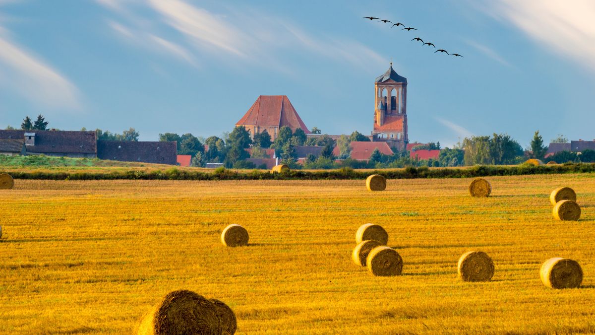 Pole po żniwach 