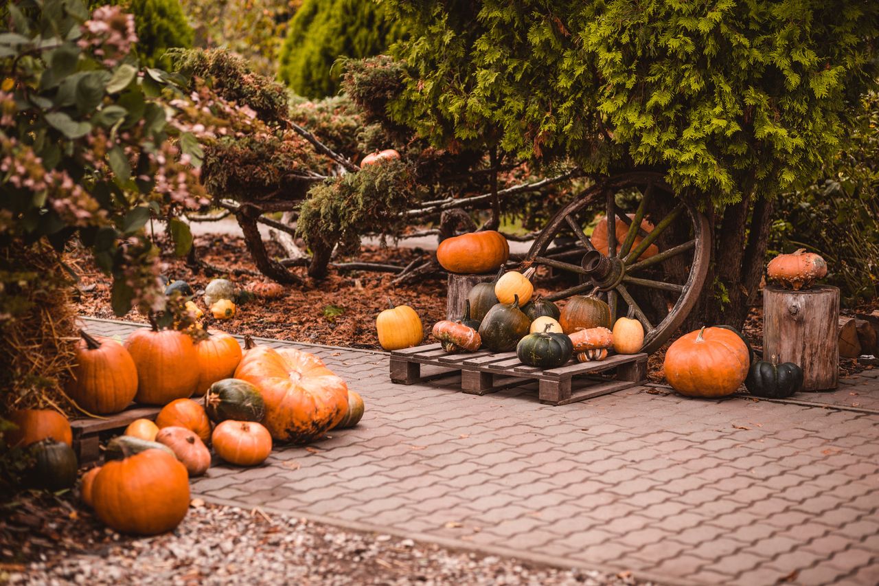 Warszawa: Trwa Święto Dyni. Na miejscu masa atrakcji. Wstęp za darmo