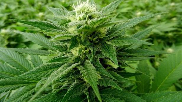Opracowano nowy rodzaj marihuany. Będzie legalnie dostępna? 1
