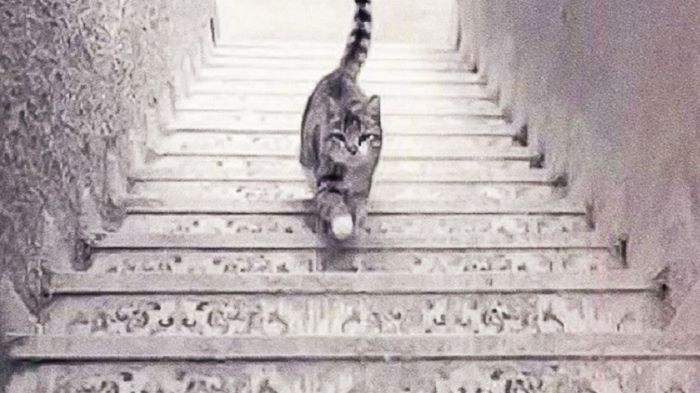 Testy psychologiczne mają wielu fanów