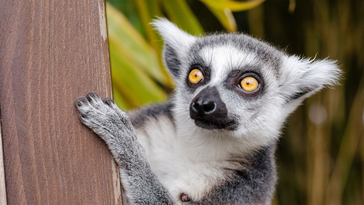 Lemur próbował ukraść fotografowi aparat 1