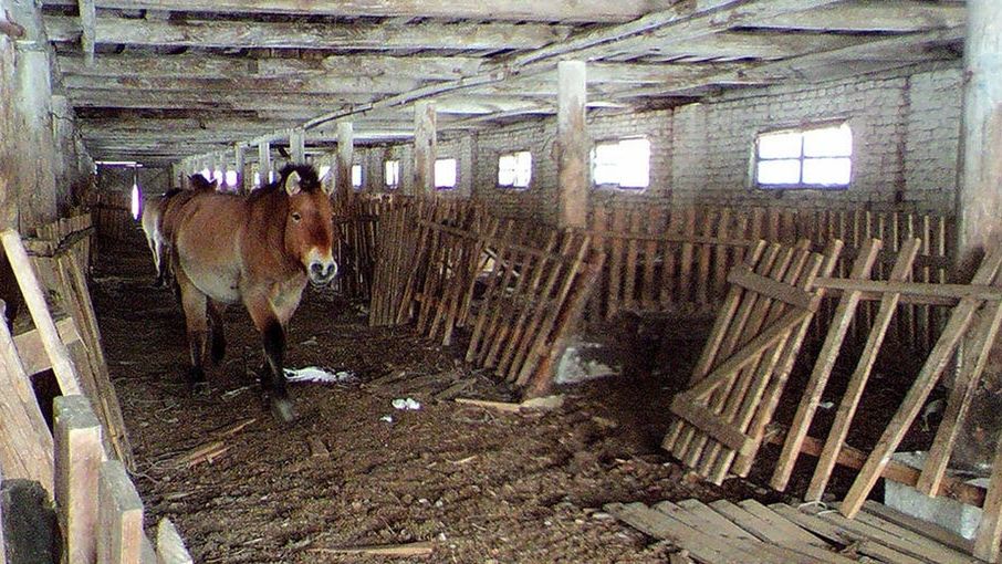 Kamera uchwyciła konia Przewalskiego w opuszczonym budynku 