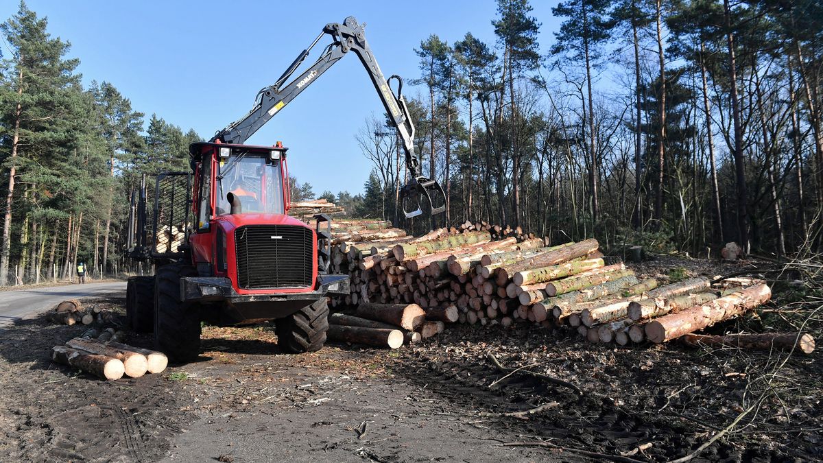 wycinka lasu
Marcin Gadomski
droga wodna, inwestycja, kana�, krajobraz, las, lasu, plac budowy, przekop, Skowronki, wycinka, �egluga, nowy kana� �eglugowy, planowana