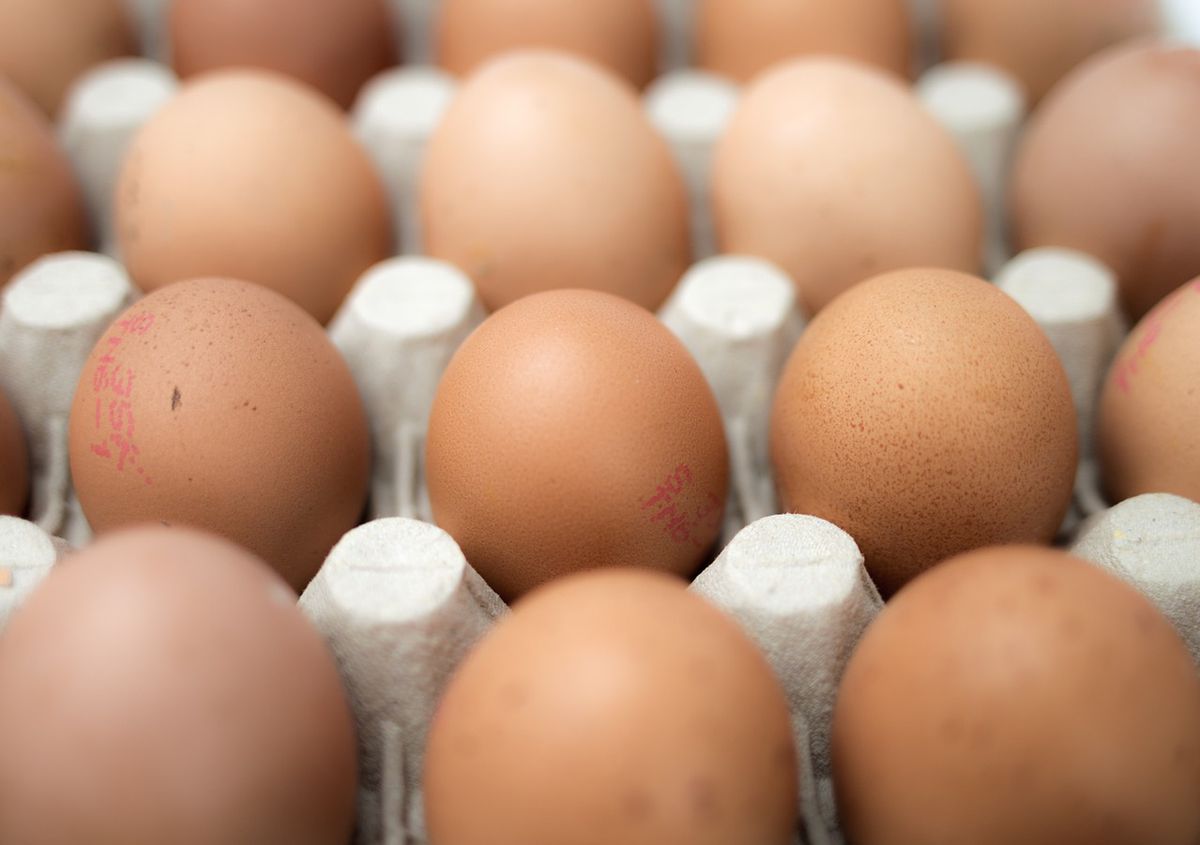 Obrzydliwa prawda o polskich jajkach. Masa z zarodków trafia na sklepowe półki