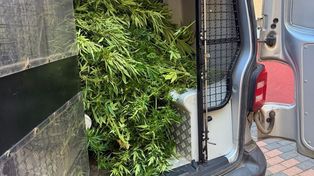 Pruszcz Gdański: Wpadli podczas doglądania plantacji marihuany. Zabezpieczono blisko sto krzaków