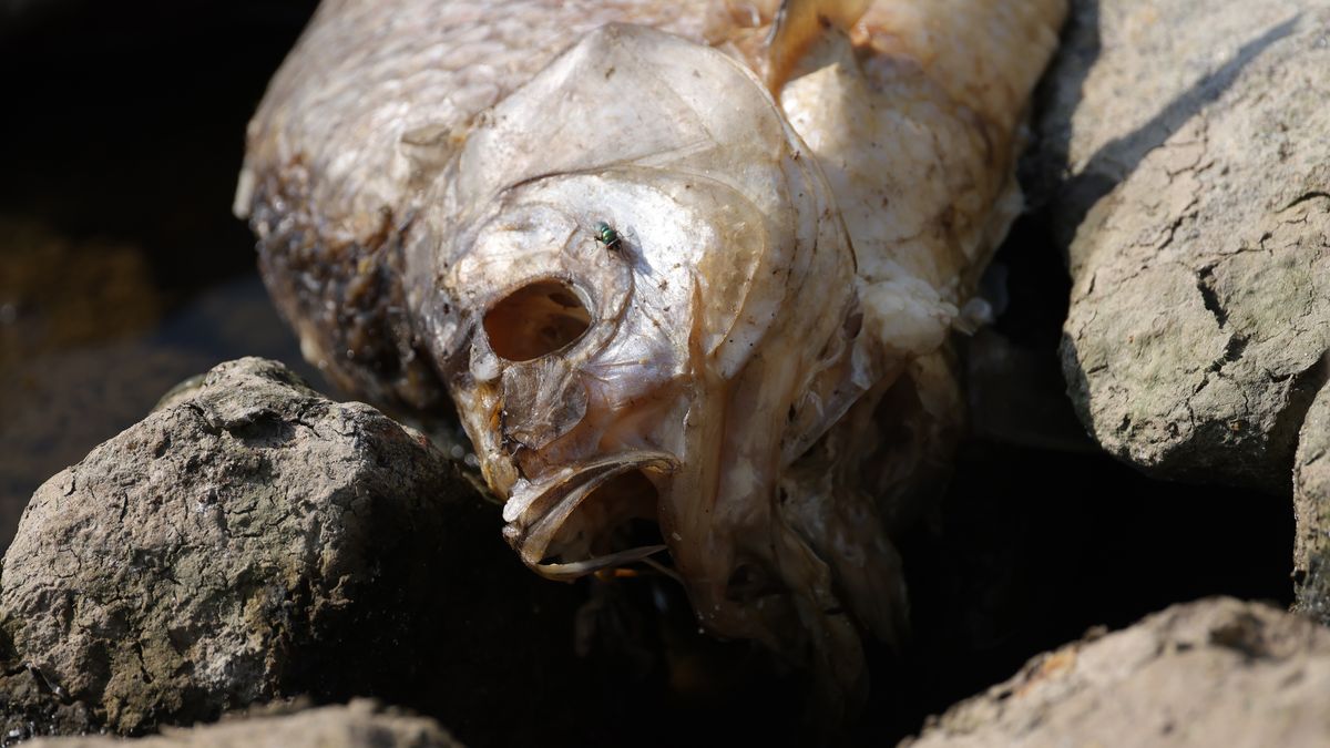 SCHWEDT, GERMANY - AUGUST 17: A dead fish lies on the western bank of the Oder River on August 17, 2022 near Schwedt, Germany. Tens of thousands of fish along the river, which forms the border between Germany and Poland, have died over recent weeks. Both German and Polish authorities suspect a possible industrial accident up stream in Poland though have so far been unable to identify the exact cause of death. Local authorities are calling the mass fish die-off as the worst environmental disaster in the region on record. (Photo by Sean Gallup/Getty Images)