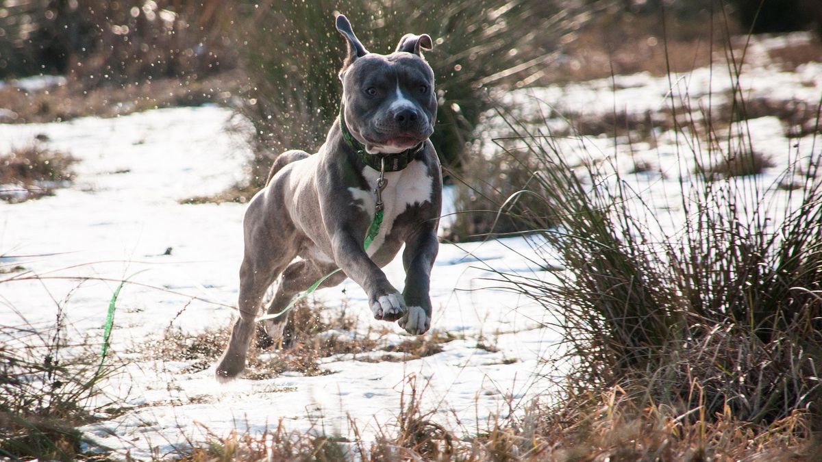 Tragiczny atak psa w Krośnie Odrzańskim. Mężczyzna zmarł w szpit