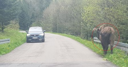 Zdjęcie z Bieszczadów. Zastali przy drodze. "Prosimy o rozwagę"