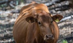 Plaga much śrubowych w Meksyku. Psy na ratunek