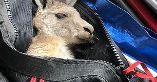 Cudem uratowali kangurzycę. Nie spodziewali się, że niespodzianki w jej torbie