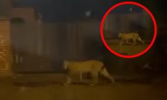 Ryś zawitał do Łodzi. Przybysz poszukuje partnerki