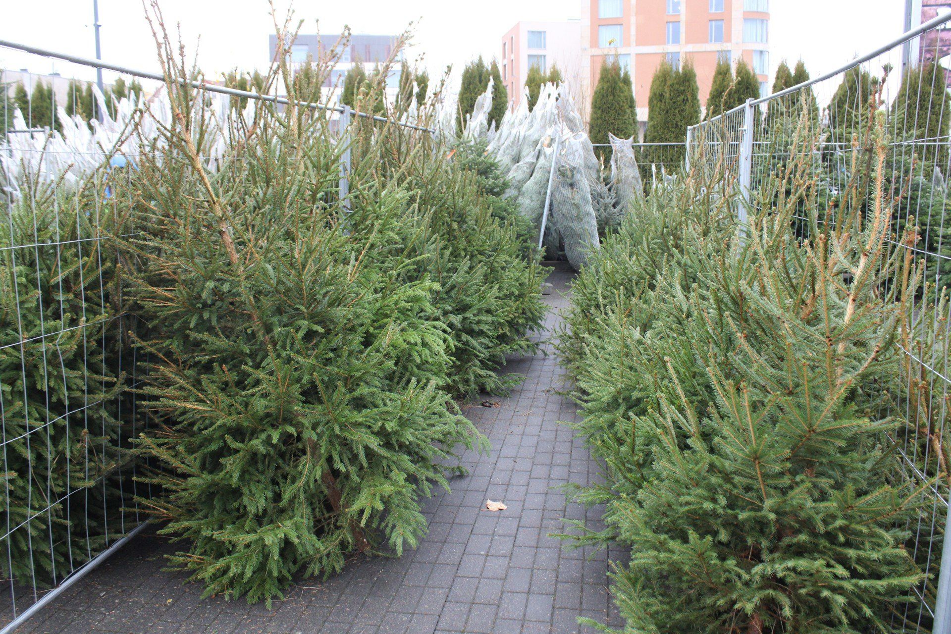 RUSZYŁA SPRZEDAŻ CHOINEK