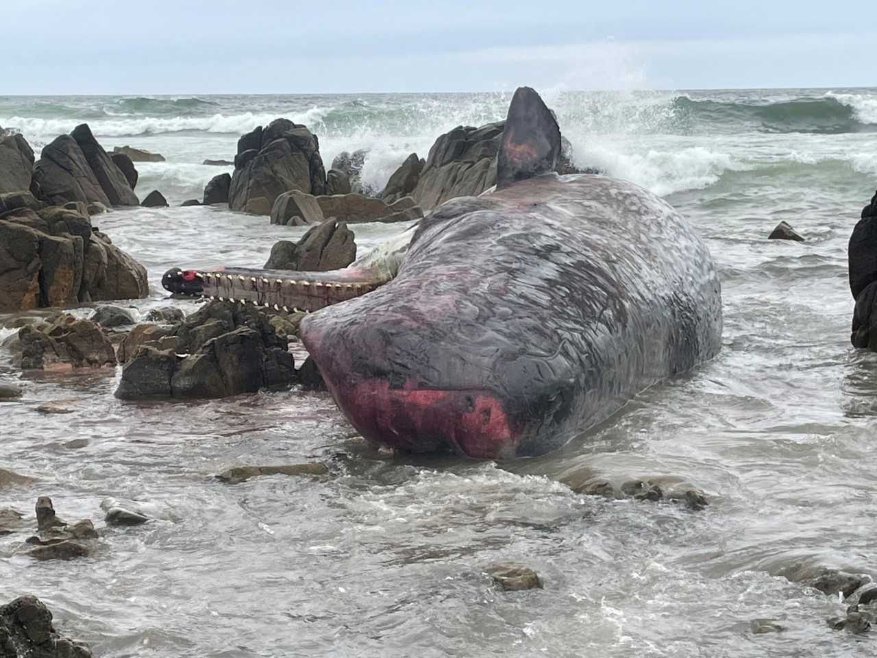 Martwe kaszaloty zostały znalezione na plaży na australijskiej wyspie King 