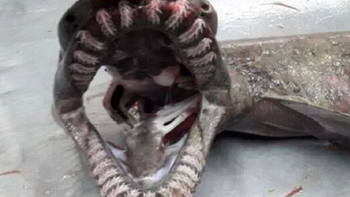 "Żywa skamielina" z 300 zębami została wyłowiona w Portugalii 