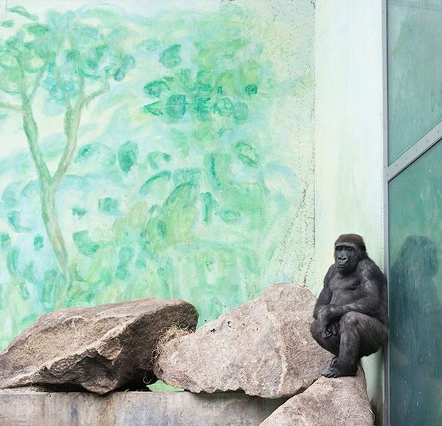 Melancholia i smutek zwierząt z ogrodów zoologicznych na poruszających zdjęciach 10