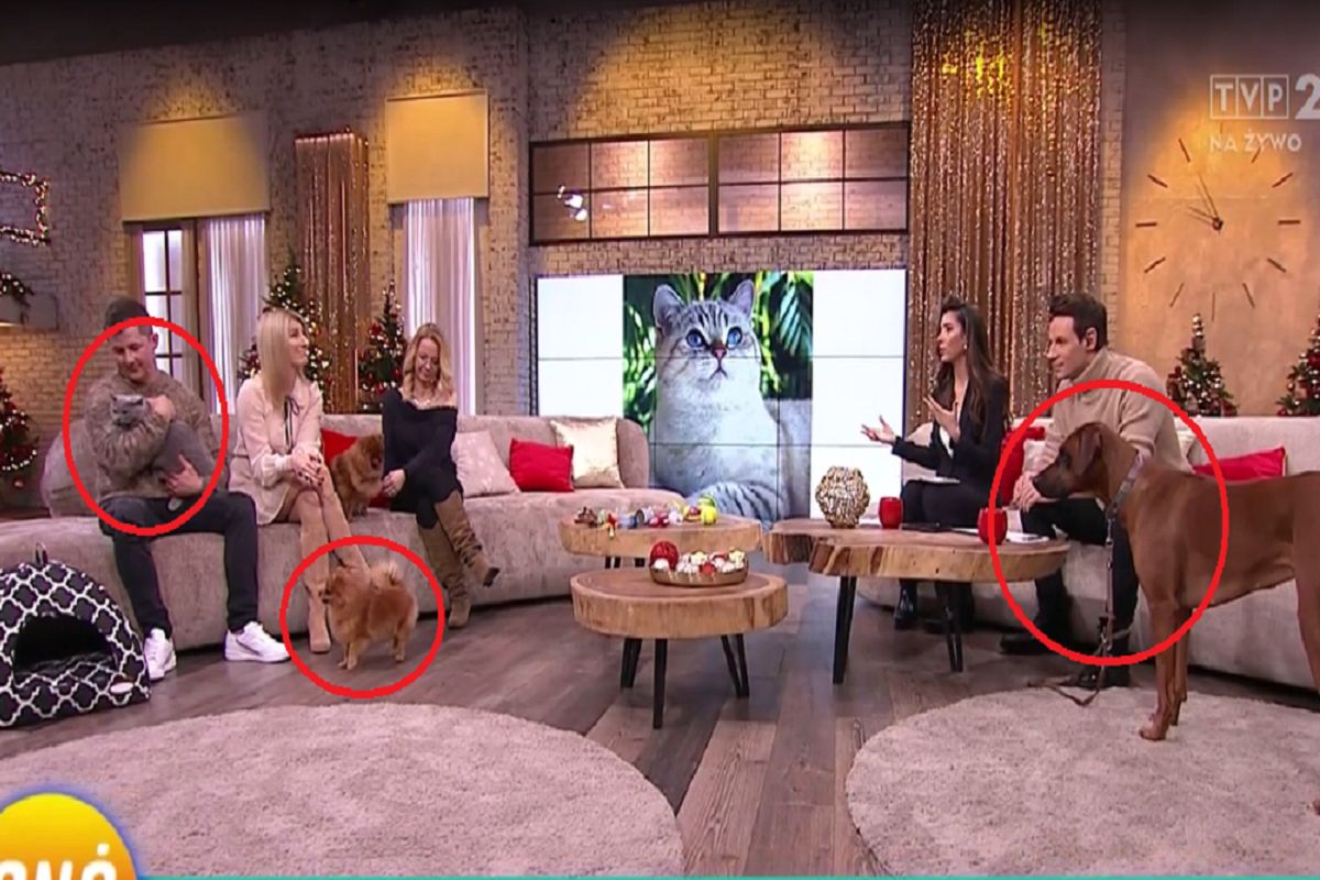 Wpadka w "Pytaniu na śniadanie". Trzeba je było rozdzielać