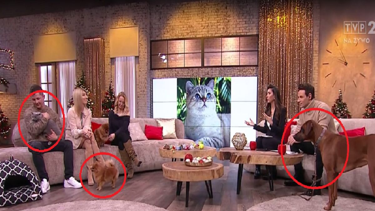 Wpadka w "Pytaniu na śniadanie". Zwierzęta się nie polubiły