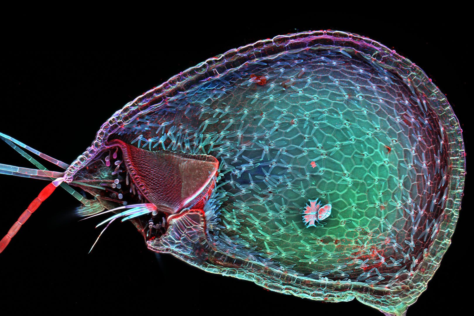 Wspaniały świat z bliska, czyli finaliści Nikon’s Small World 2016. Polacy wśród wyróżnionych 10