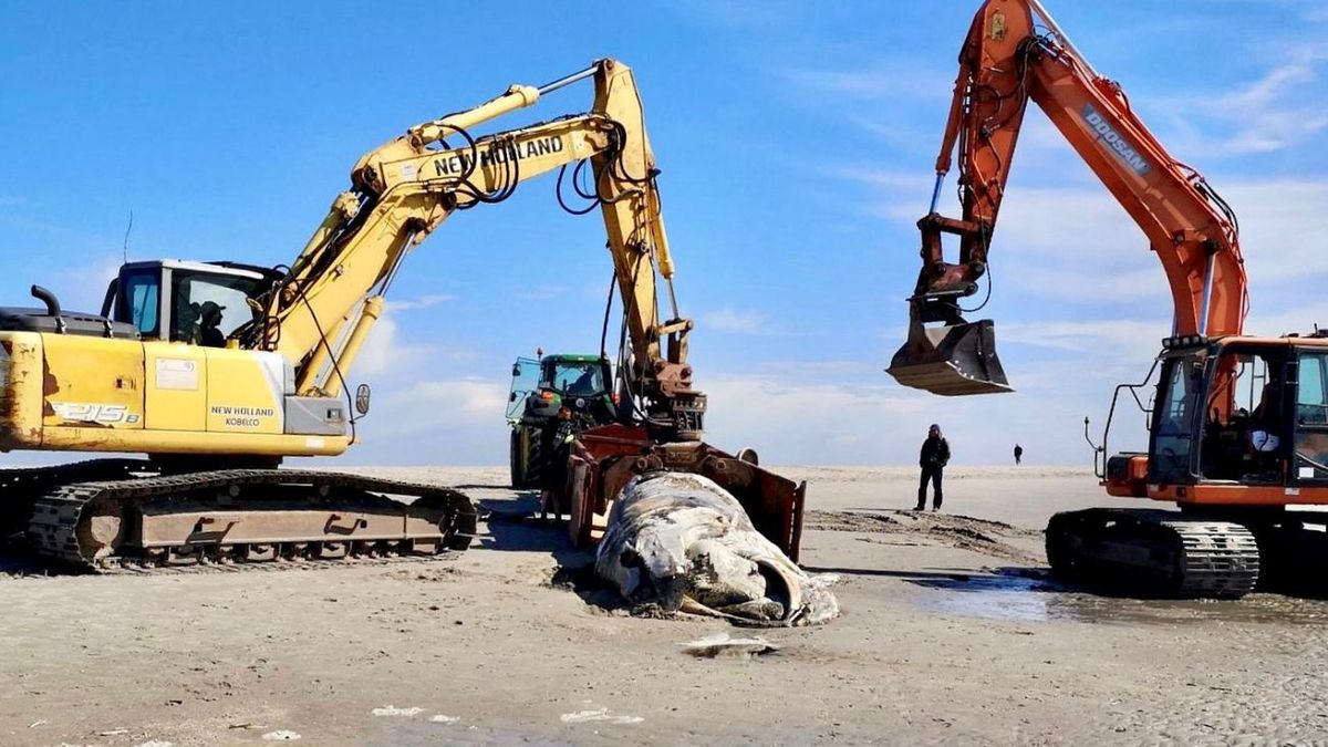 Trzeci martwy wieloryb w tym roku u wybrzeży Niemiec
