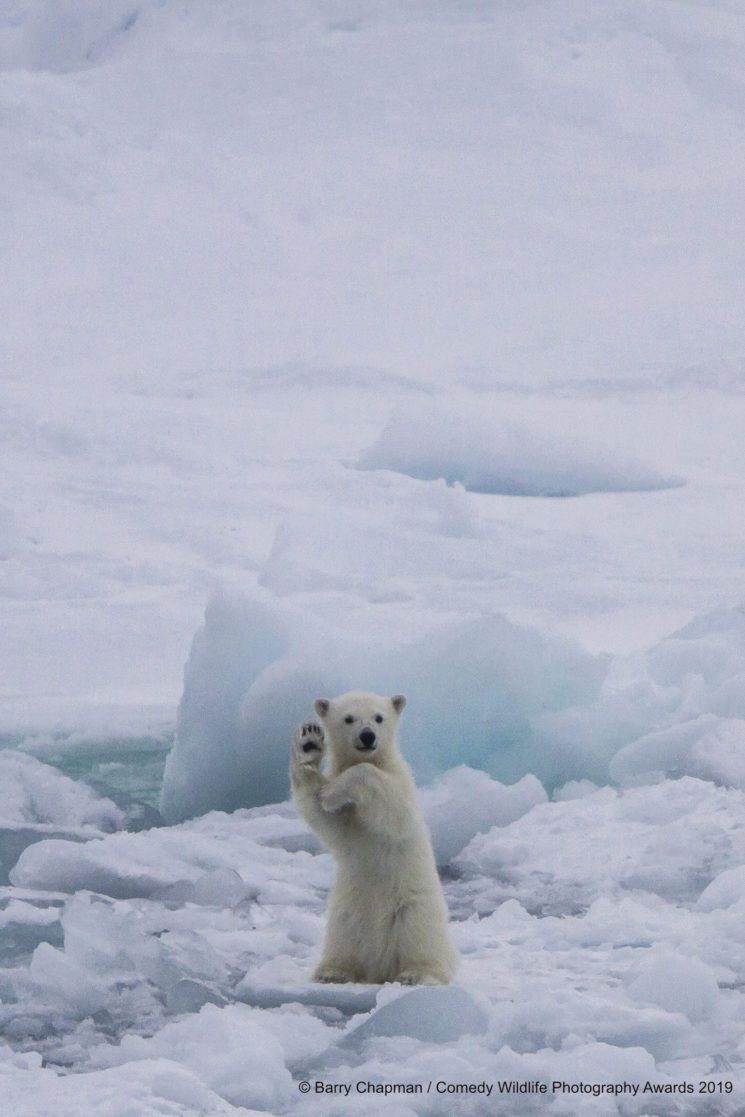 Najśmieszniejsze zwierzęta w konkursie Comedy Wildlife Photography Awards 2019 15