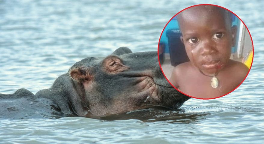 Hipopotam połknął 2-latka. Chłopiec trafił do szpitala