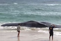 Martwy wieloryb na Hawajach. Zaskakujące, co wykazała sekcja