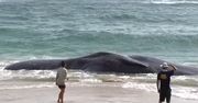 Martwy wieloryb na Hawajach. Zaskakujące, co wykazała sekcja