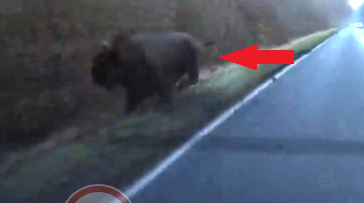 Spotkali żubra na drodze. O włos od tragedii