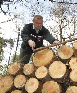 Niemieccy leśnicy biją na alarm. Plaga masowych kradzieży drewna