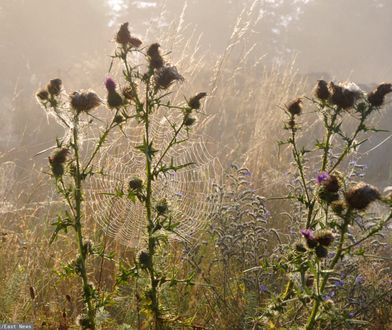 Pogoda. Babie lato coraz bliżej Polski. Prognoza długoterminowa
