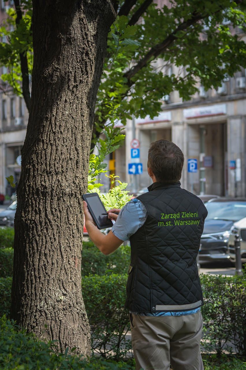 Warszawa. Miasto inwentaryzuje stołeczne drzewa