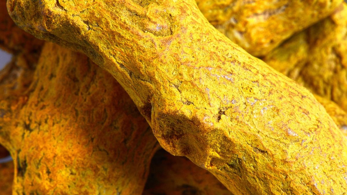 Korzeń kurkumy