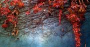 iPhone potrafi robić zdjęcia - 25 pięknych fotografii z telefonu Apple