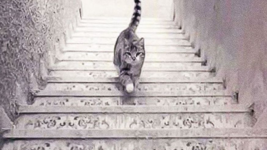 Zagadkowy obrazek wywołał burzliwe dyskusje w sieci